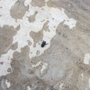 Meet your Posher, Maxine